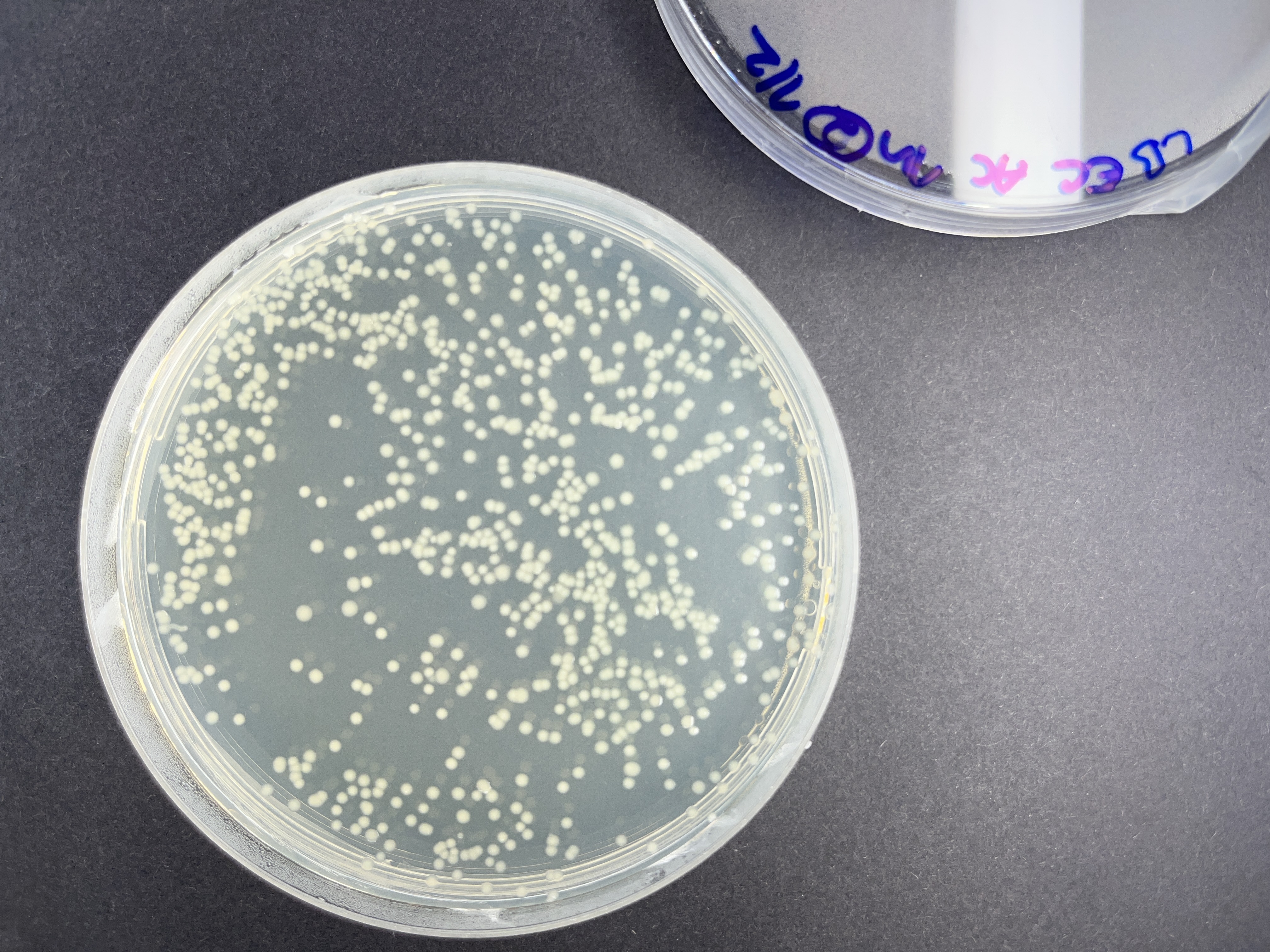 Raw petri dish photograph