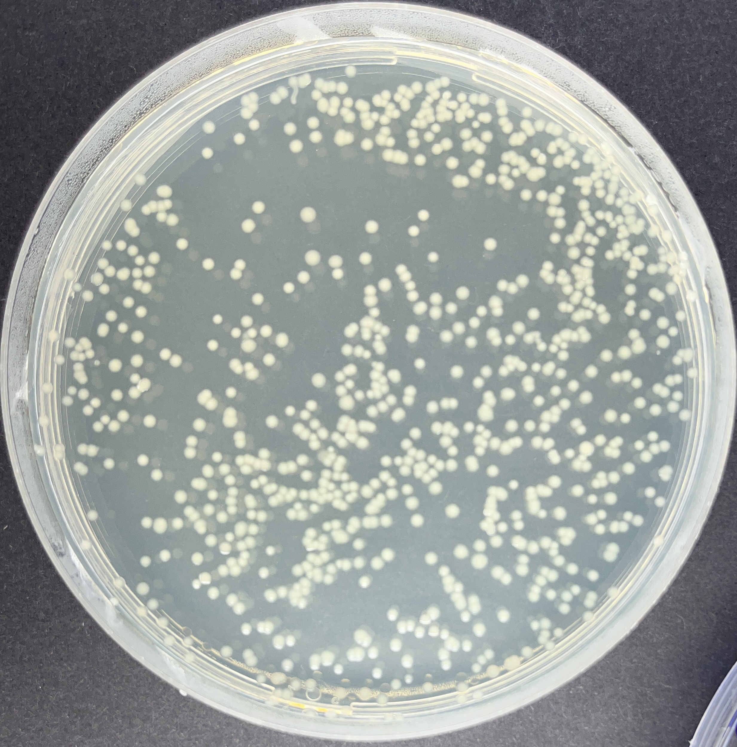 Colony segmentation